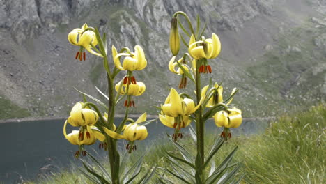 Pyrenees Lily flower in nature (panning)