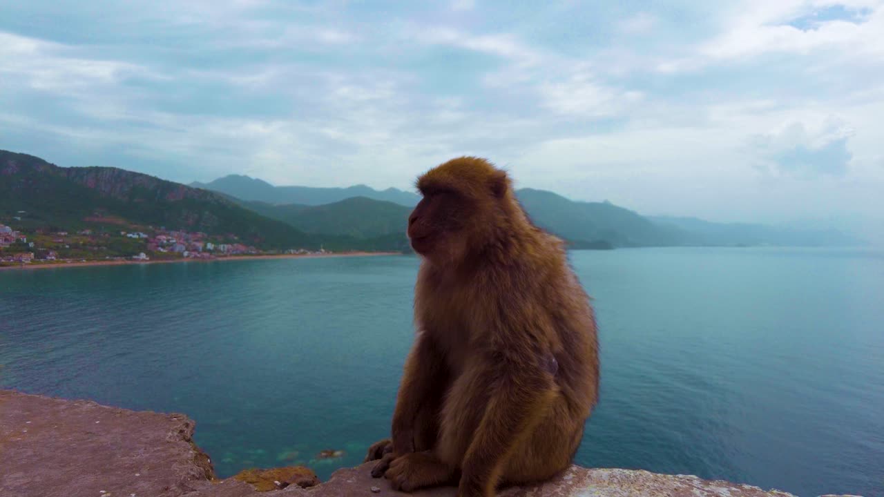 a Barbary macaque munches on nuts offered by a human hand. Behind it, the dramatic cliffs of the North African Mediterranean coast rise above the deep blue sea. Filmed near Jijel, Algeria