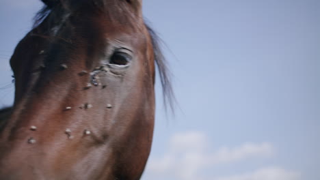 a close up shot of a brown horse looking into and besides the camera