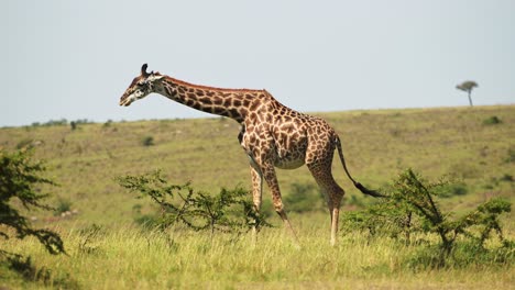 fotografía en cámara lenta de jirafas pastando y caminando entre arbustos bajos a través de la reserva de masai mara norte, vida silvestre africana en la reserva nacional de masai mara, kenia, áfrica animales de safari