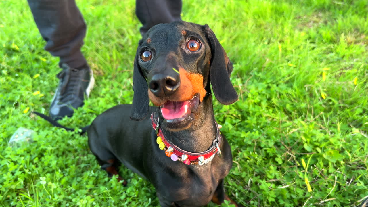 Adorabile bassotto nero con una collana colorata in piedi sull'erba verde in un parco, dolce bassotto, ripresa 4K