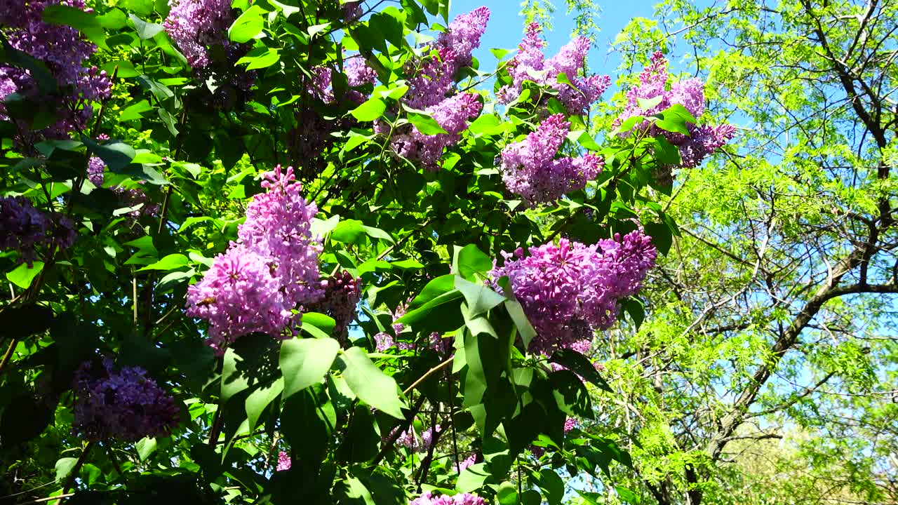 Lilac flowers on a tree