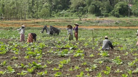 Indonesian-Workers-in-a-Tobacco-Field