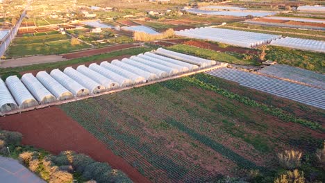 Many-Maltese-industrial-greenhouses-in-farmland-area,-aerial-view,-golden-sunset