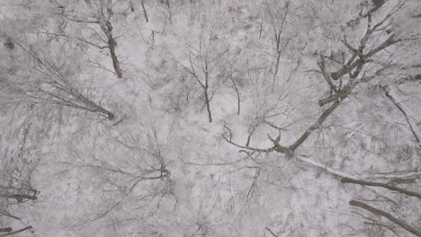 aerial view of an upstate new york forrest during the winter