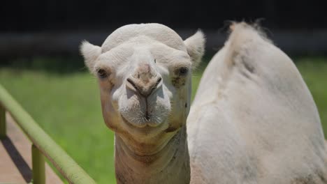 camel close-up, curious dromedary camel looking directly at the camera