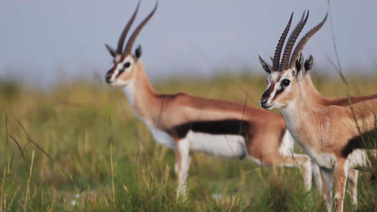 la gacela thomson descansando y estirándose en el desierto natural de la sabana, áfrica animales de safari en masai mara vida silvestre africana en la reserva nacional de masai mara