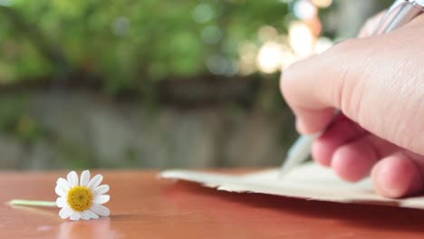 Escribiendo-Una-Carta-Romántica-Con-Flores-Margarita