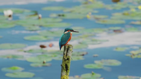 slow motion view of kingfisher in friesland netherlands perched over pond with lily pads in background, centered as it clenches talons on wood