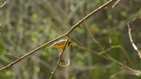 yellow warbler bird flying off a tree branch with no leaves on a jungle background