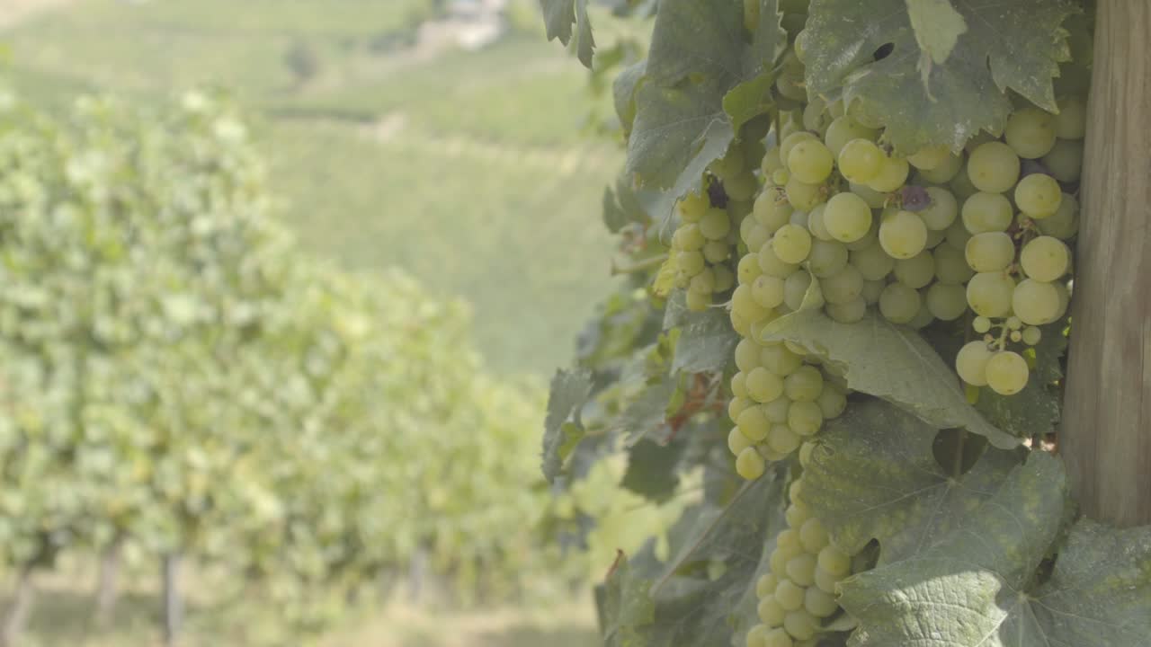 Landscape of Oltrepo' Pavese with vineyards and bunch of white grapes