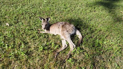 canguro juvenil descansando en un campo soleado y cubierto de hierba en el interior de australia
