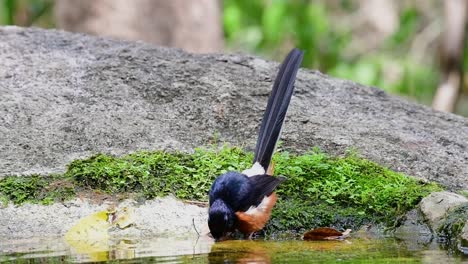 white-rumped shama badet an einem heißen tag im wald, copsychus malabaricus, in zeitlupe