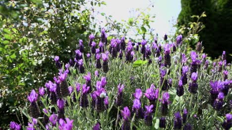 purple sage flowers sunny day