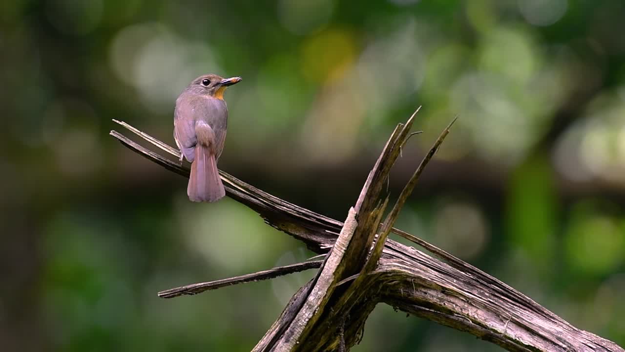 el papamoscas azul de la colina se encuentra en un hábitat de gran altura, tiene plumas azules y un pecho anaranjado para el macho, mientras que la hembra es de color marrón canela pálido y también con un pecho anaranjado en transición