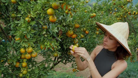 woman picking oranges from a tree in an orchard