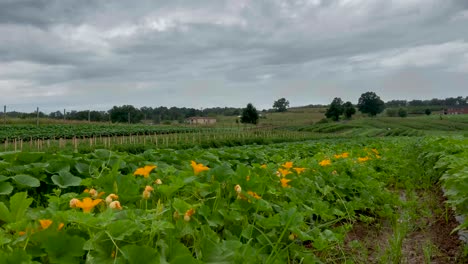 Geschwindigkeitsgesteigerter-Zeitraffer-Von-Zucchinipflanzen-Und--blumen,-Während-Wolken-Vorbeiziehen