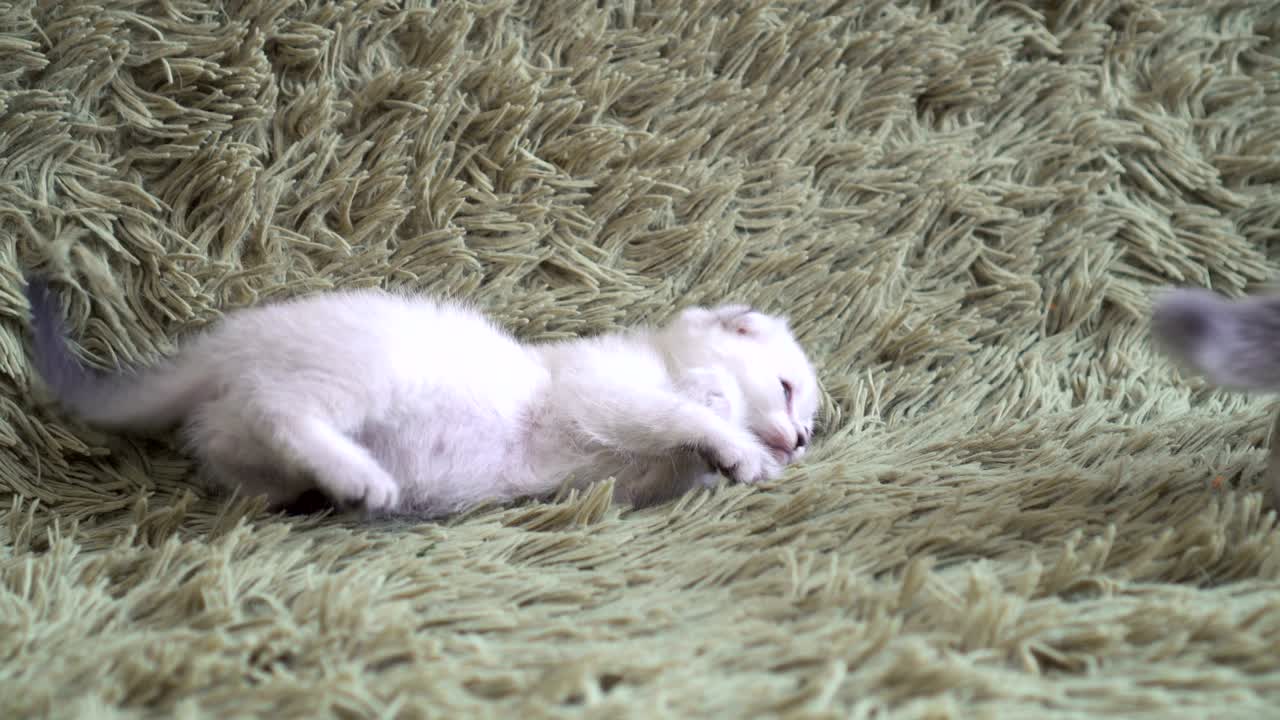 두 마리의 귀여운 새끼 고양이가 서로 포옹합니다.