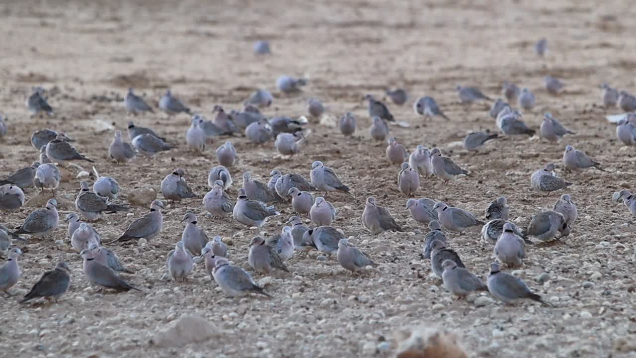un grupo de tórtolas del cabo se preparan en el desierto de kalahari.