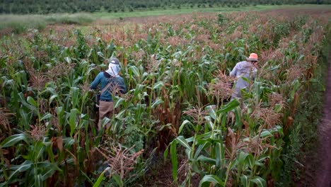 Bauern,-Die-Mais-In-Den-Maisfeldern-Pflücken