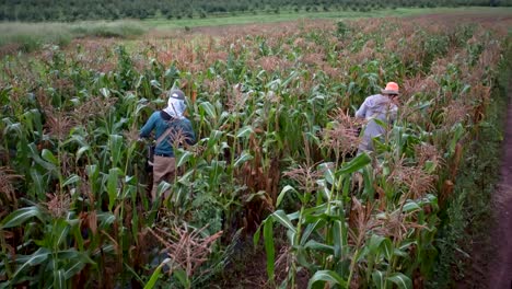 granjeros recogiendo maíz en los campos de maíz