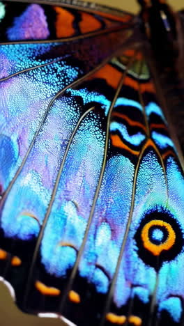 close-up of a butterfly's wings