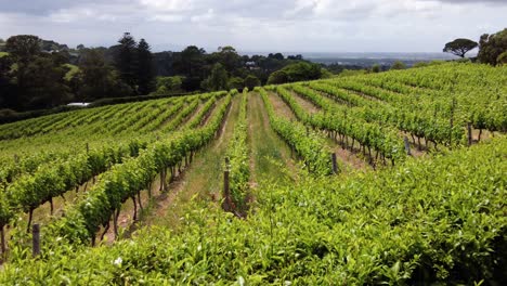 beautiful landscape of vineyards, wine growing region in south africa - panning shot