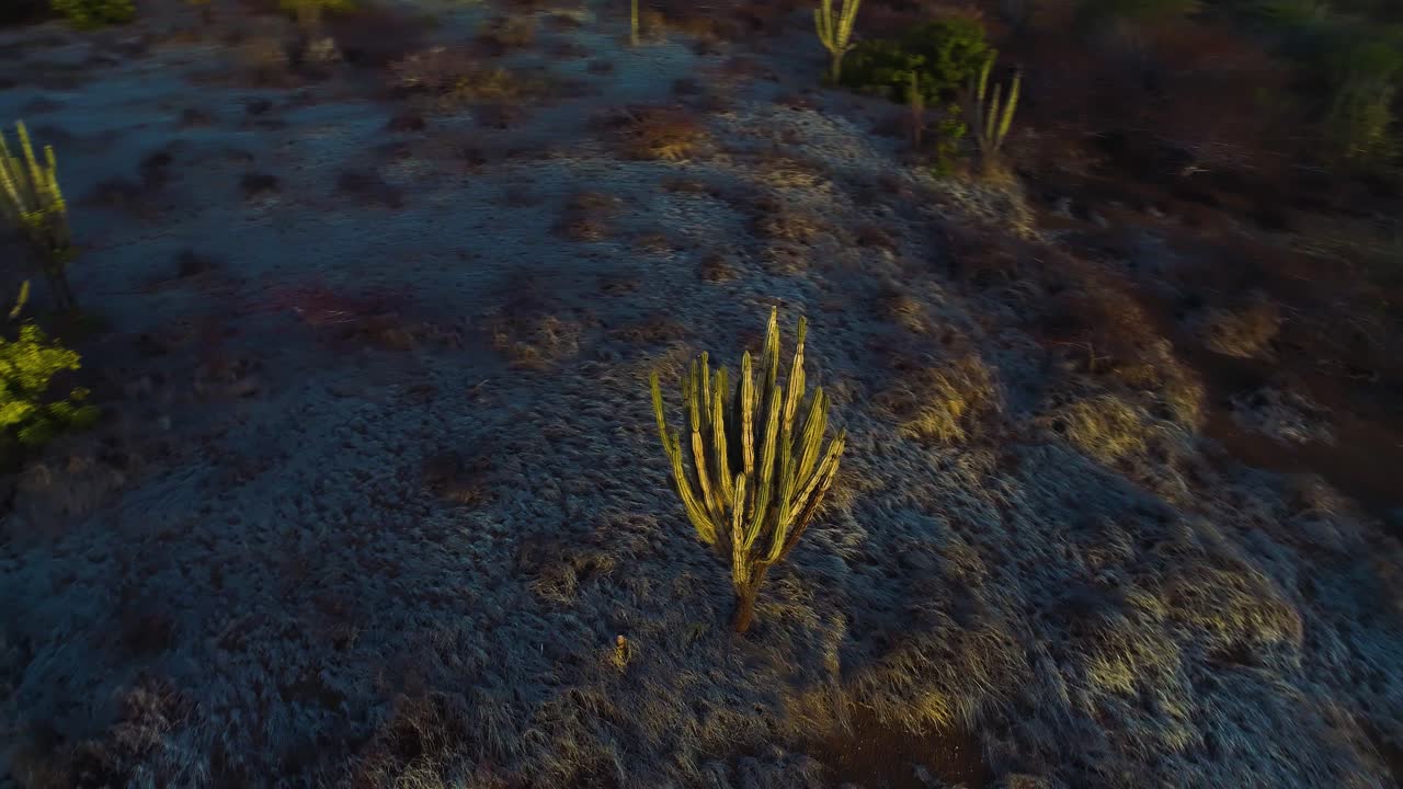 paralaje de órbita aérea alrededor del desierto cactus paisaje arbustivo, cactus iluminado por los rayos de luz del atardecer, cactus columnar espinoso