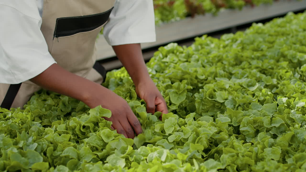 Hands tending to lettuce crop in a greenhouse