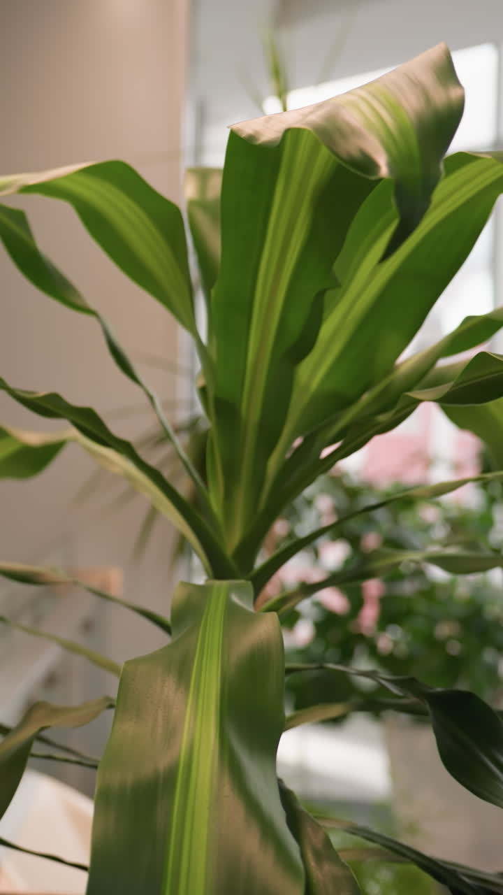 Close view of a vibrant green potted plant with large leaves against a lightly blurred background, highlighting the indoor plant's natural beauty