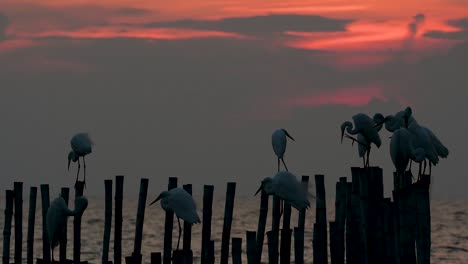 The-Great-Egret,-also-known-as-the-Common-Egret-or-the-Large-Egret