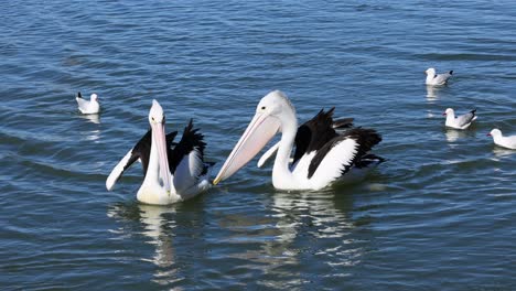 pelicans and seagulls interacting in the water