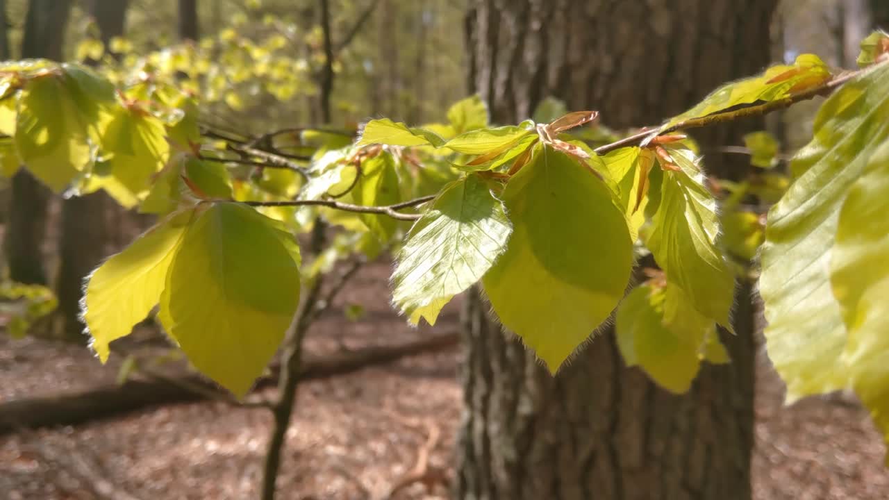 숲에서 바람에 녹색 잎을 가진 나무 가지