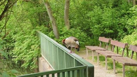 nile goose sitting on a railing in biebertal menden sauerland