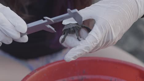 Close-up-of-white-gloved-hands-measuring-a-small-turtle-after-hetching