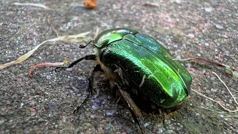 primer plano medio de un escarabajo chafer común