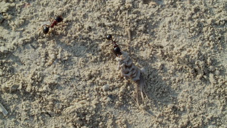 ant carrying a seed on sand