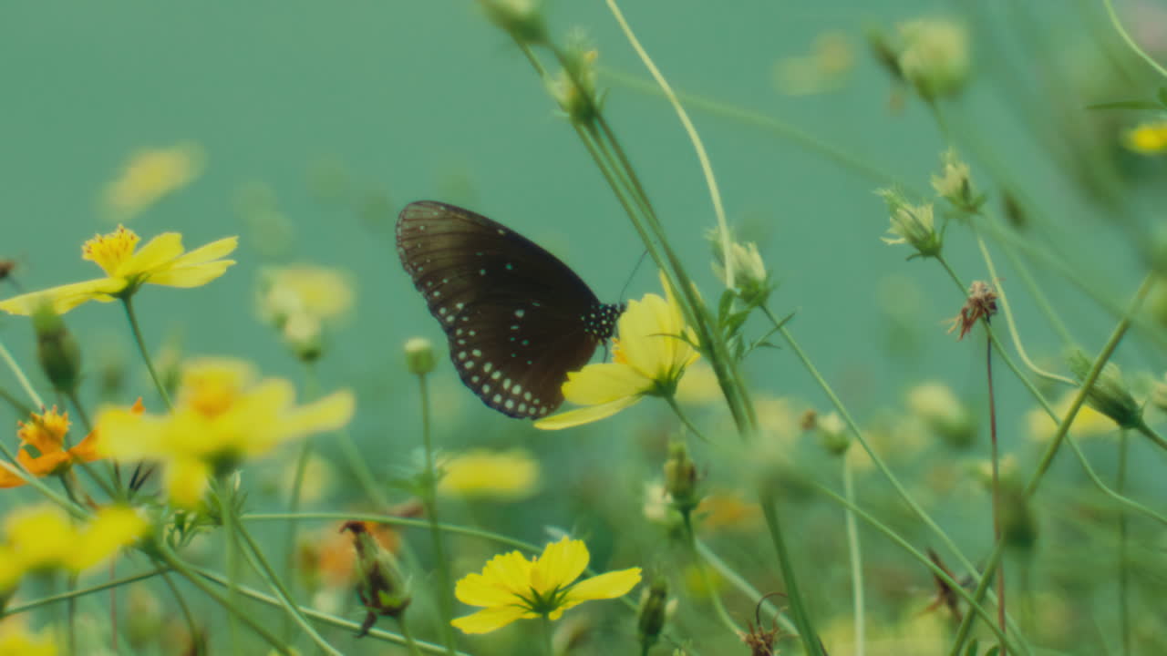 A butterfly perched on a yellow flower amidst lush greenery under a soft blue sky