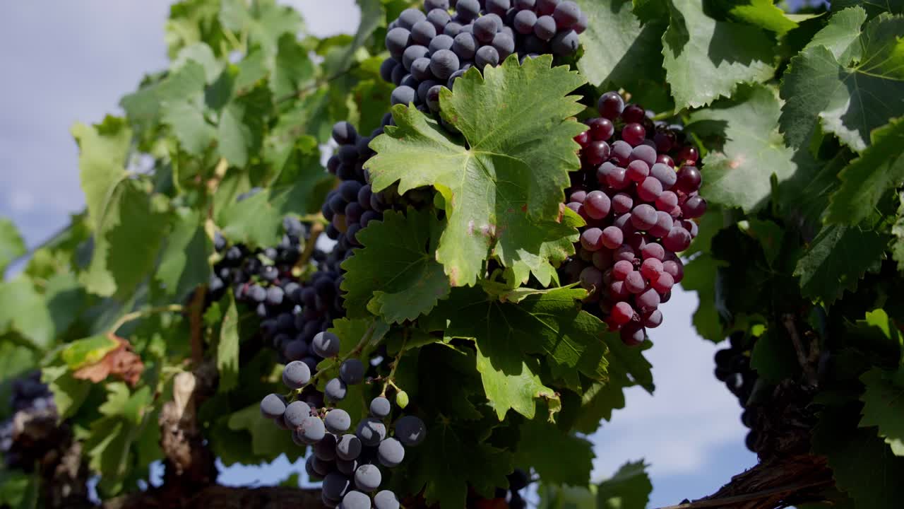 disparo a mano de grandes colecciones de uvas púrpuras maduras colgando de las vides