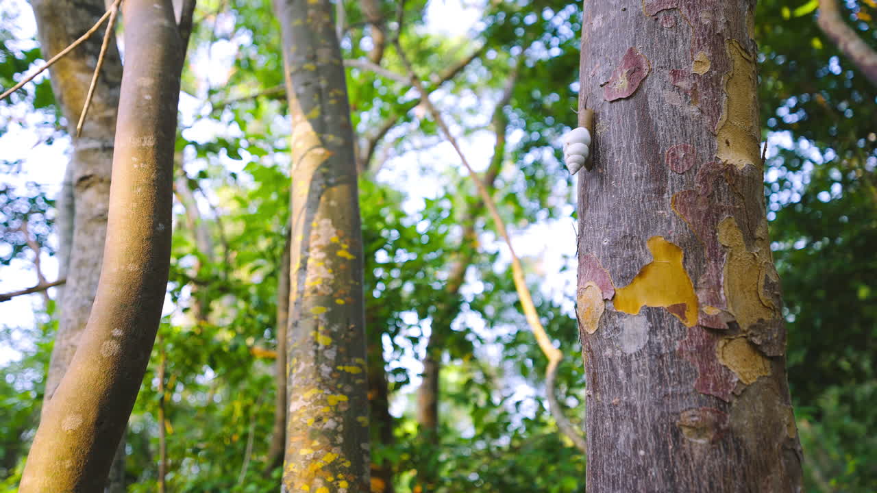Snail Climbing Gumbo Limbo Tree