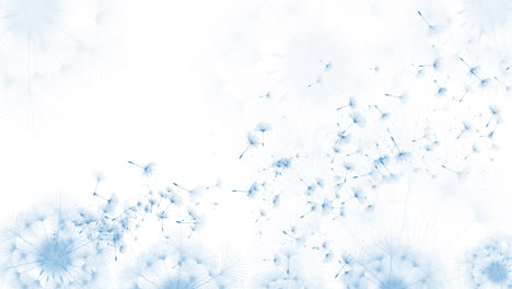 blue beautiful realistic dandelion seeds blowing in the wind. the wind inflates a dandelion on white background. loop animation.