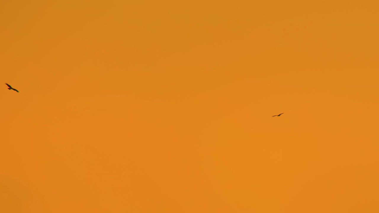 las águilas vuelan en círculos y vuelan contra el cielo naranja rojo del atardecer