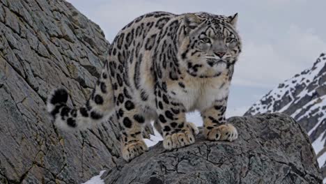 snow leopard on a rocky mountain