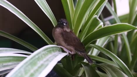 sparrow-perched-on-foliage-on-flowers-in-pots