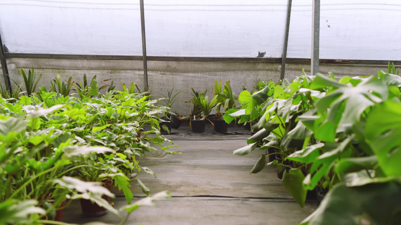 Green plants thriving in pots at greenhouse nursery, showcasing vibrant growth
