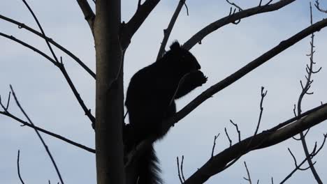 Eichhörnchen-Silhouette-Mit-Walnuss-Auf-Blattlosem-Baum.-Kardanisch