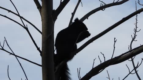 Silueta-De-Ardilla-Con-Nuez-En-árbol-Sin-Hojas.-Cardán