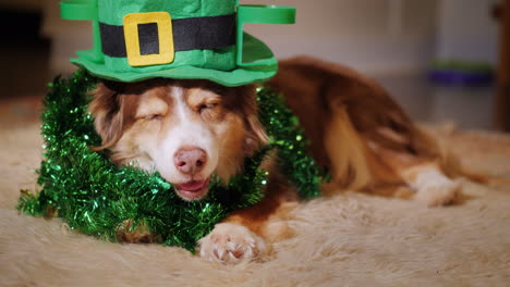 dog dressed for st patrick's day 01