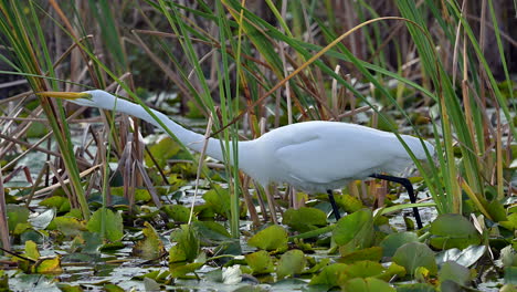 gran garza blanca atrapando un pez entre las plantas acuáticas, florida