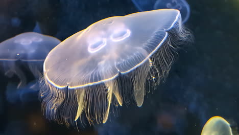 moon jellyfish floating underwater. aurelia aurita. closeup shot